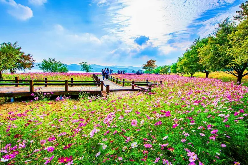 몽탄 코스모스 산책길 / 사진=게티이미지뱅크