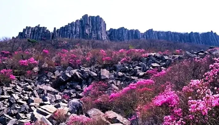 무등산 서석대 진달래 / 사진=디지털광주문화대전