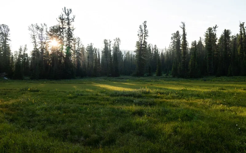 Bog, Wetland in forest, Ergaki, Sayan Mountains, Siberia