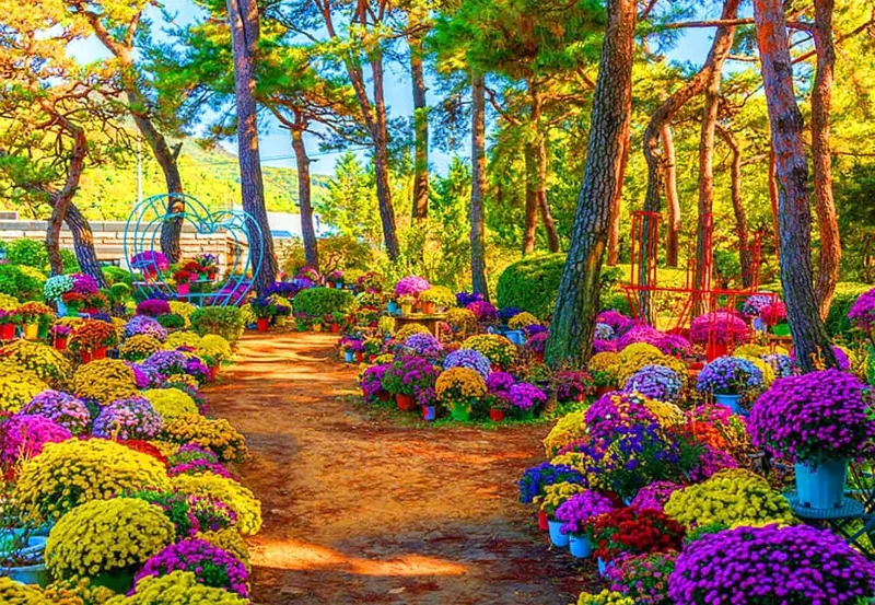 벽초지수목원 국화 산책길 / 사진=벽초지수목원