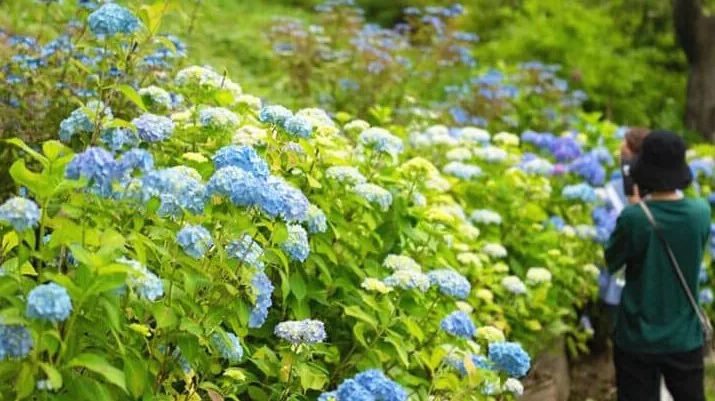 물향기수목원 수국 / 사진=오산시 공식블로그
