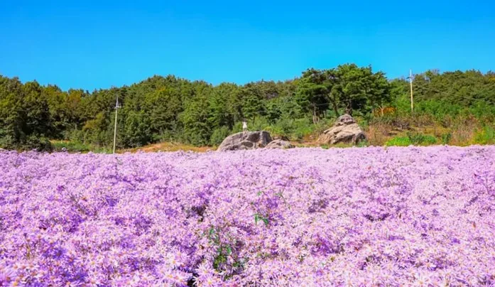 봉천사 개미취 / 사진=경북 나드리 김효주