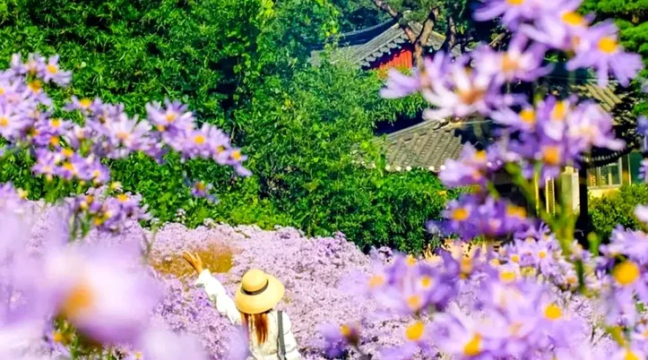 봉천사 개미취 / 사진=경북 나드리 김효주