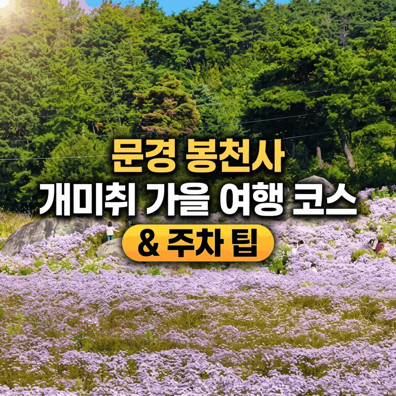 문경 봉천사 연보랏빛 개미취 가을 여행 코스와 주차 팁