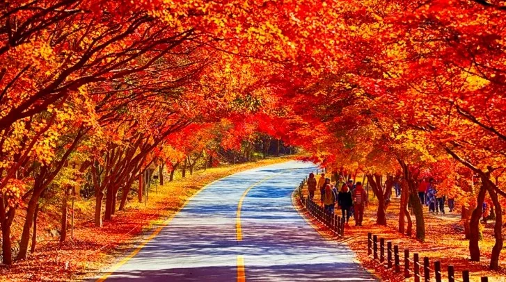내장산국립공원 단풍터널 / 사진=ⓒ한국관광공사 IR 스튜디오