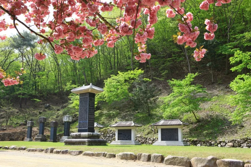 왕벚꽃