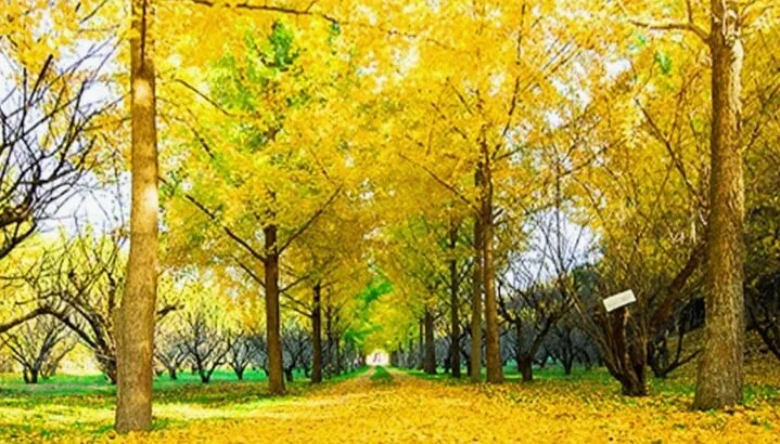 은행나무 숲길 산책로 / 사진=나주은행나무수목원