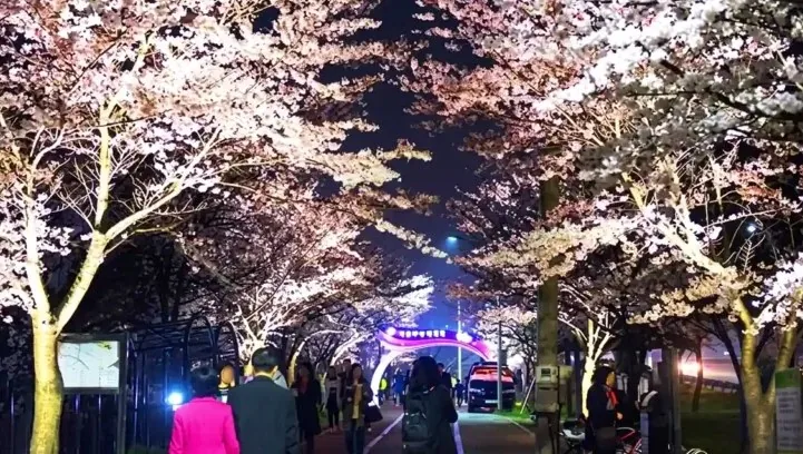 낙동강정원 벚꽃축제 야경 / 사진=부산 사상구 문화관광