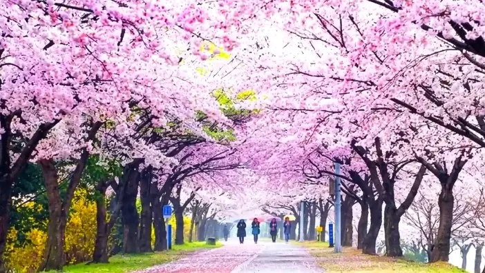 낙동강정원 벚꽃축제 / 사진=부산 사상구 문화관광