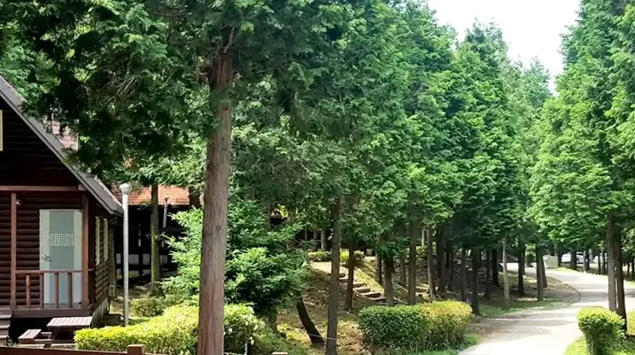 국립남해편백자연휴양림 / 사진=산림청 국립남해편백자연휴양림(숲나들e)