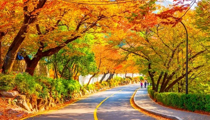 남산 단풍 산책 / 사진=게티이미지뱅크