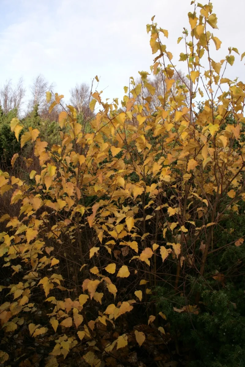 Betula-pendula-autumn-foliage-1