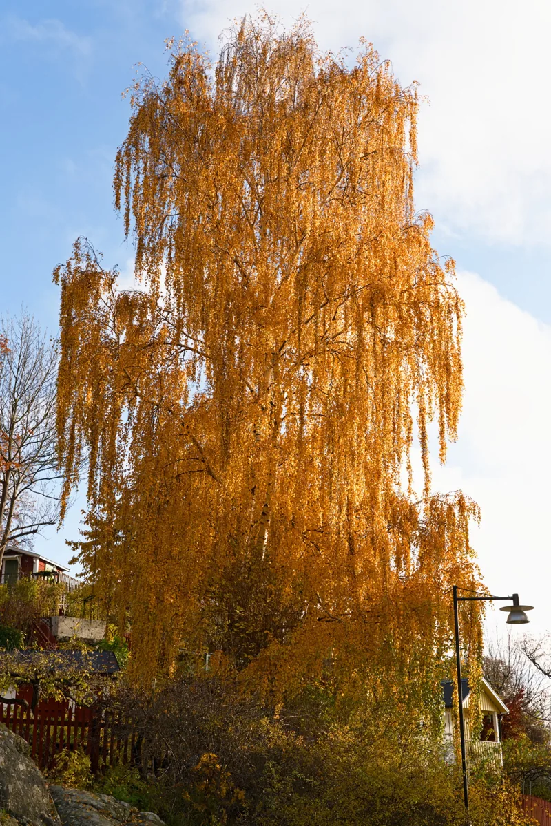 Birch with autumn foliage in Drakenbergsparken 01