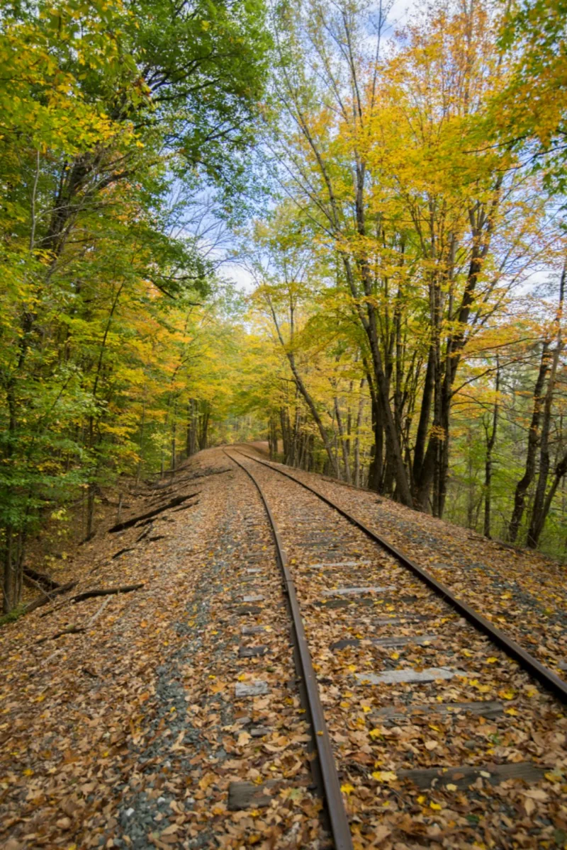 Autumn Forest
