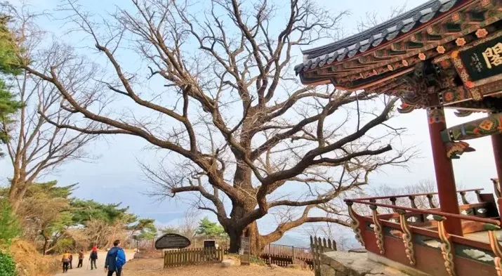 남양주 수종사 은행나무 / 사진=남양주시 공식 블로그 홍영은