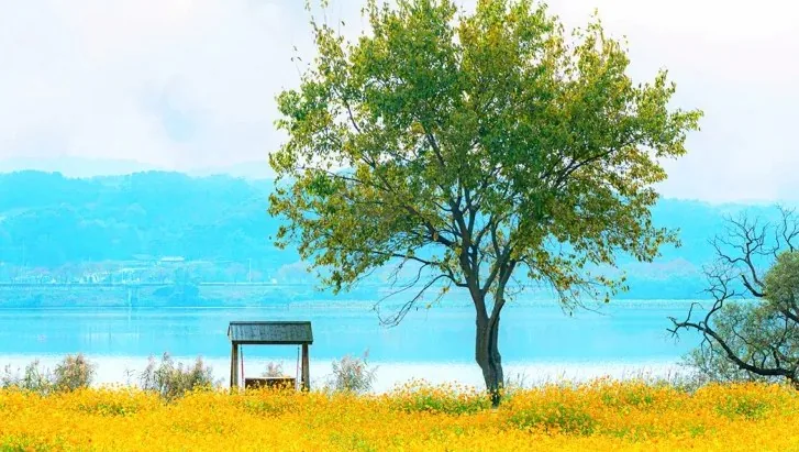 물의 정원 황화 코스코스 / 사진=한국관광콘텐츠랩
