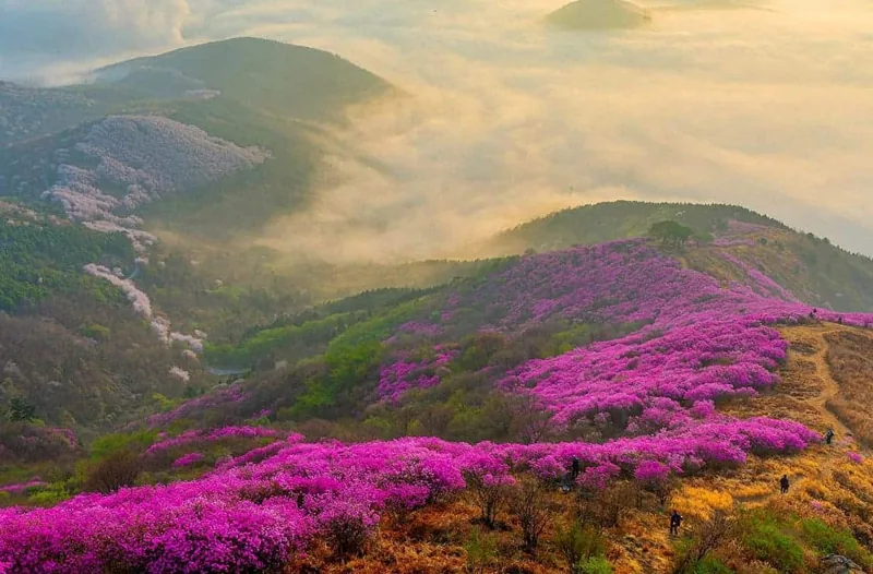 영취산 진달래 트레킹 전경 / 사진=인스타그램