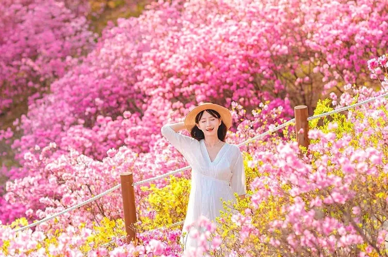 원미산 진달래 꽃동산 풍경 / 사진=dalkom.j 인스타그램