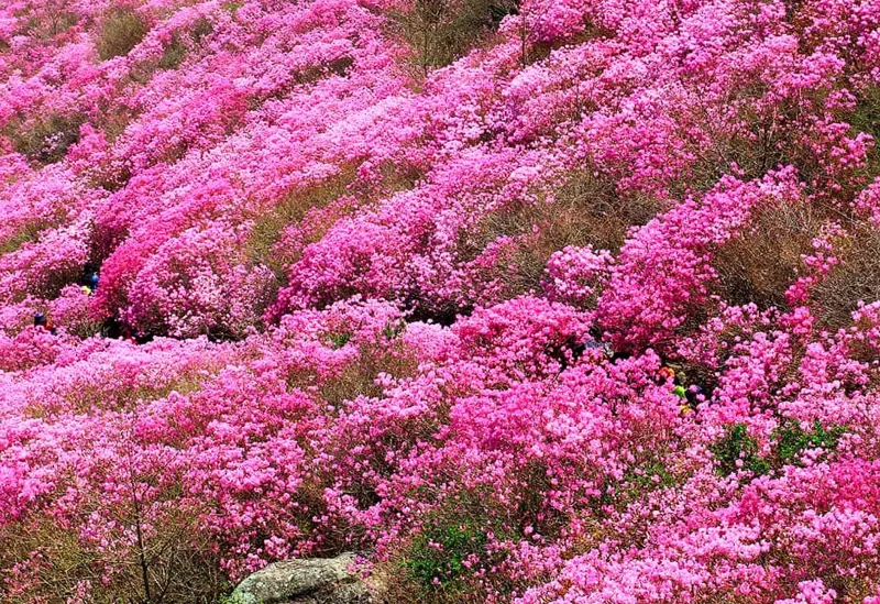 대금산 진달래 풍경 / 사진=게티이미지뱅크