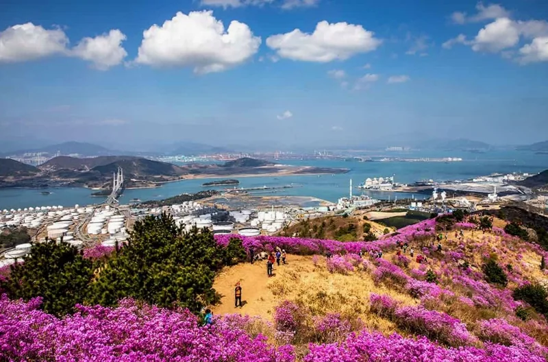 영취산 진달래 전경 / 사진=게티이미지뱅크