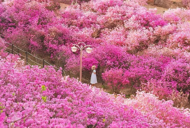 원미산 진달래 풍경 / 사진=dalkom.j 인스타그램