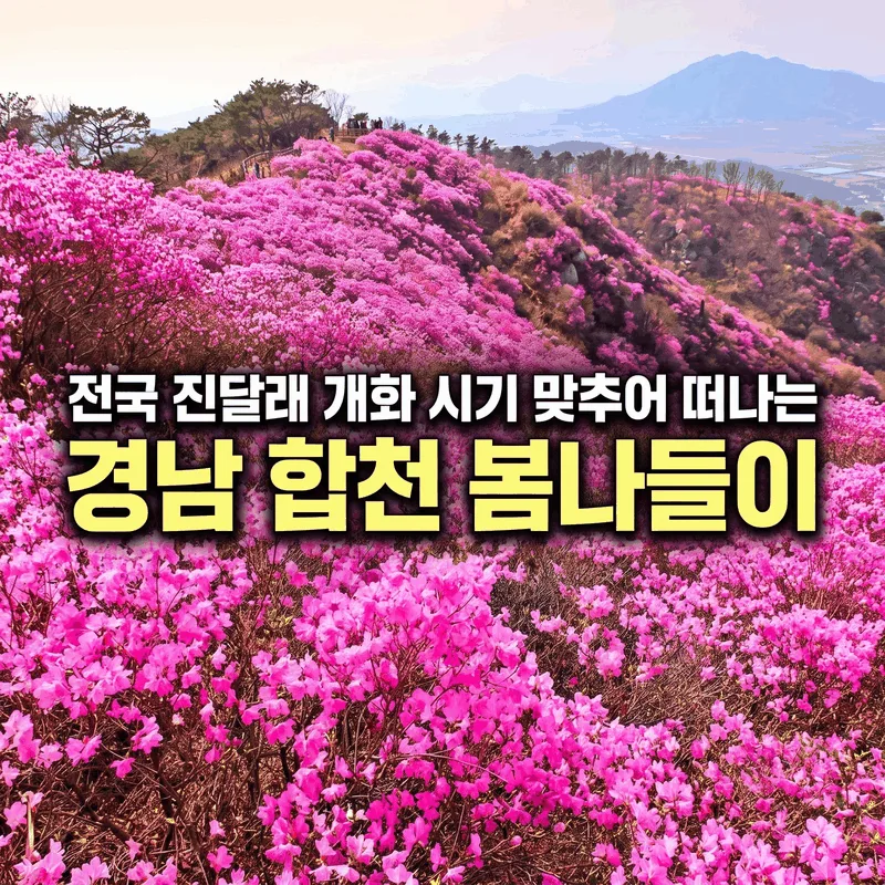 전국 진달래 개화 시기 맞추어 떠나는 경남 합천 봄나들이