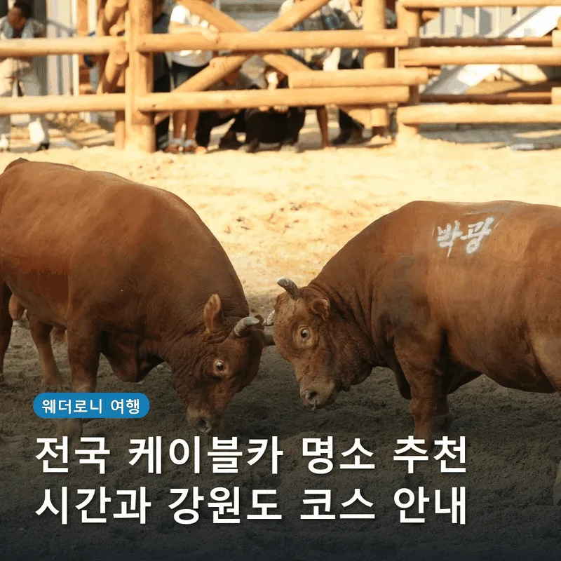 전국 케이블카 명소 추천 시간과 강원도 코스 안내