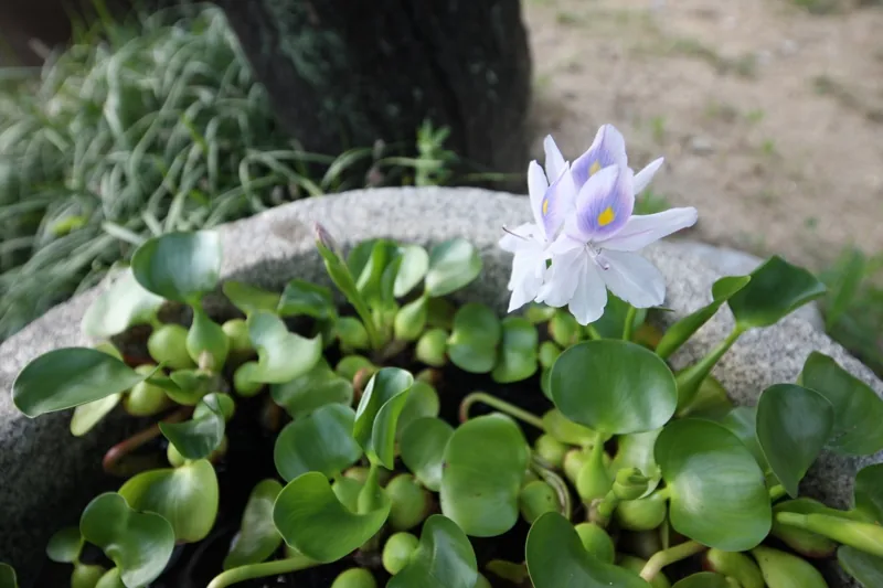 논산 명재고택(구 윤증고택)