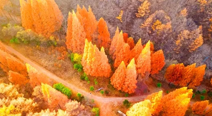 가을이 온 메타세쿼이아 숲 / 사진=충남관광