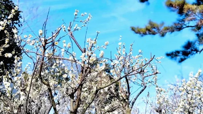 노리매공원 매화 / 사진=노리매공원