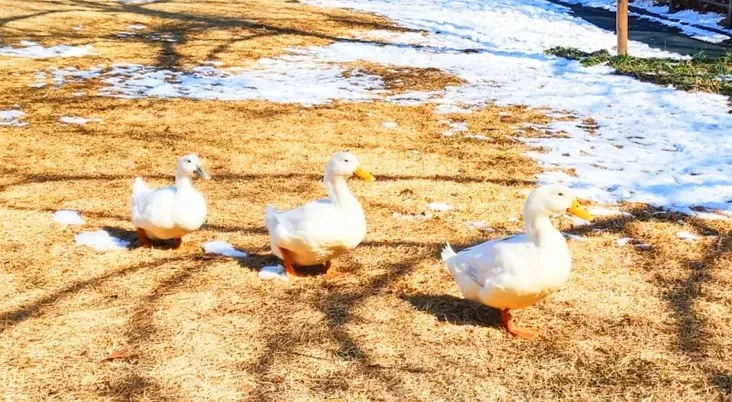 오리가족 / 사진=충청북도 공식 블로그 황은미