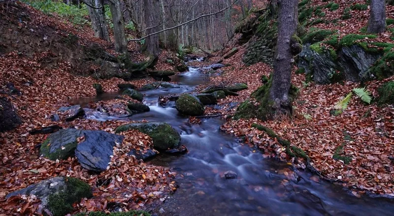 Autumn River