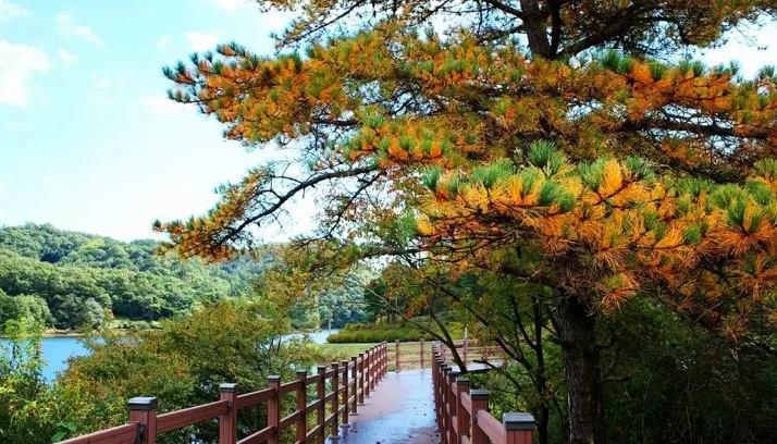 부소담악 데크길 / 사진=옥천군청 블로그