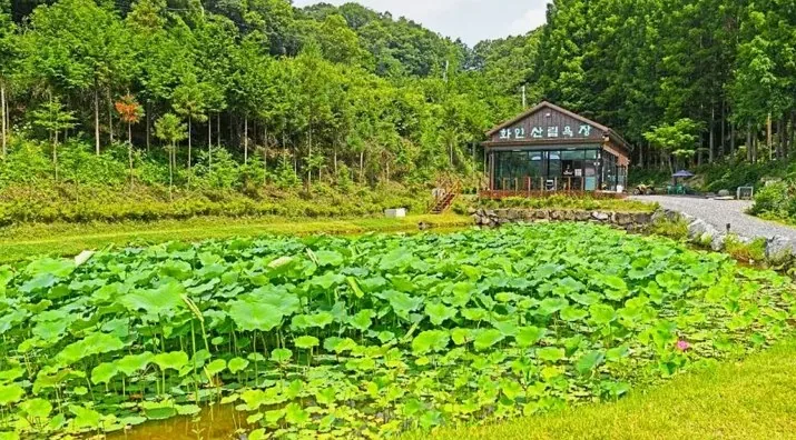 옥천 화인산림욕장 / 사진=한국관광콘텐츠랩
