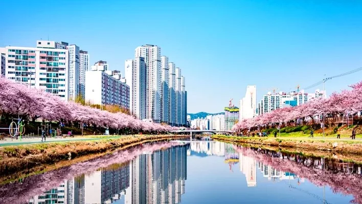 부산 온천천 벚꽃 터널 / 사진=게티이미지뱅크