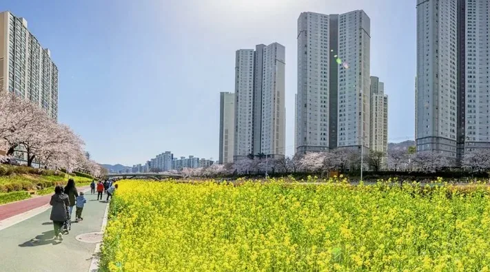 부산 온천천 벚꽃과 유채꽃 / 사진=게티이미지뱅크