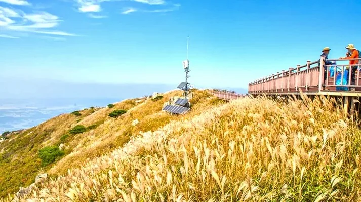 오서산 억새 풍경 / 사진=보령 문화관광