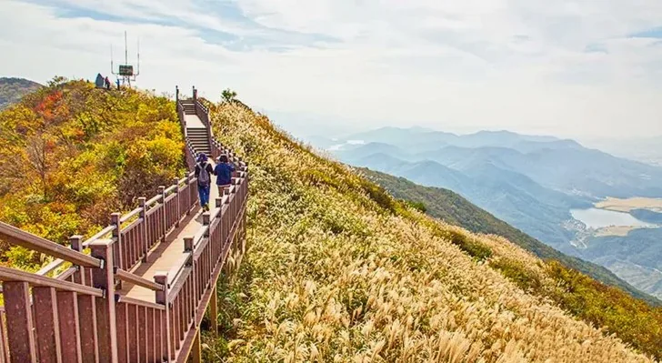 오서산 억새 / 사진=보령 문화관광