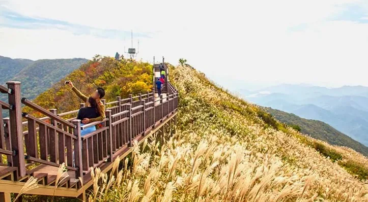 오서산 억새 모습 / 사진=보령 문화관광