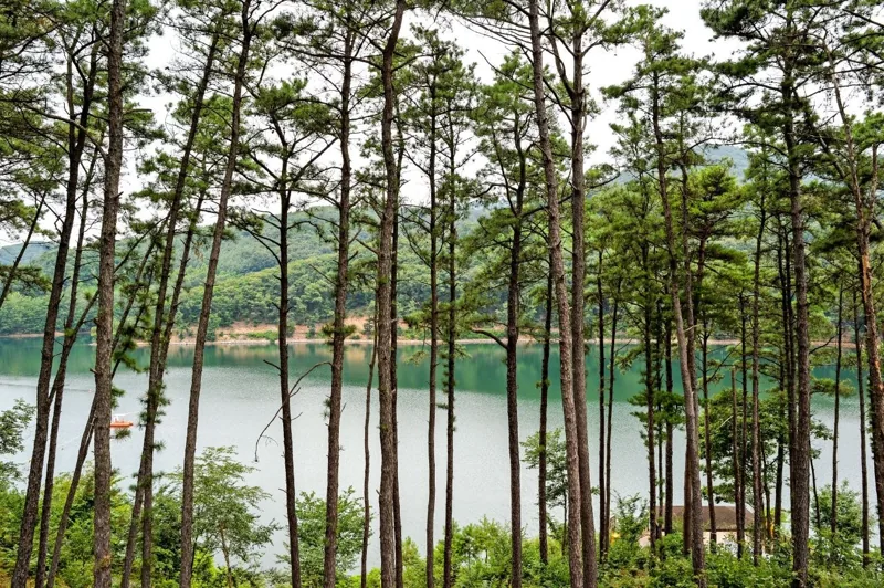 마장호수 출렁다리