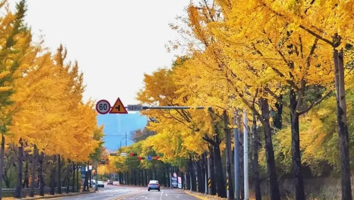 팔공산 드라이브 은행나무 / 사진=대구광역시 공식 블로그 이수이