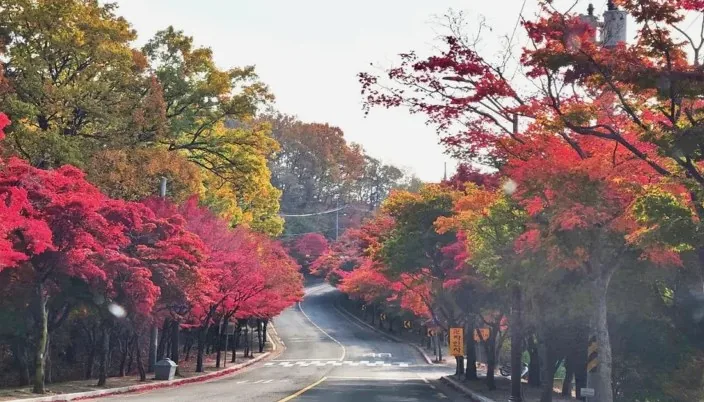 팔공산 드라이브 / 사진=대구광역시 공식 블로그 이수이