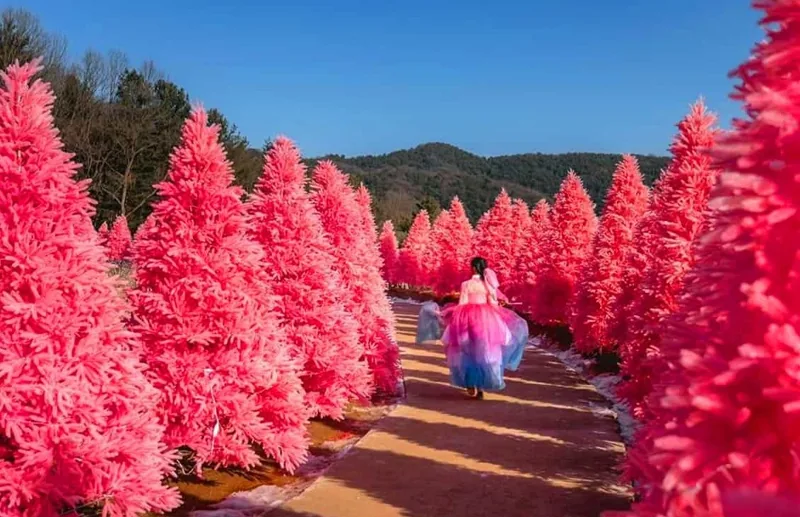허브아일랜드 축제 풍경 / 사진=온라인커뮤니티