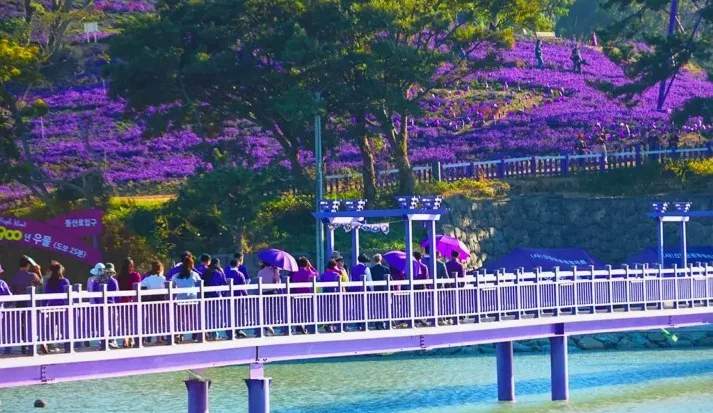신안 퍼플섬 퍼플교 / 사진=신안 공식블로그