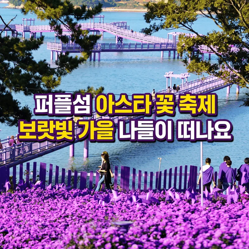퍼플섬 아스타 꽃 축제, 보랏빛 가을 나들이 떠나요