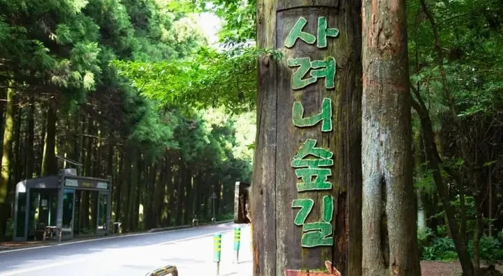사려니숲길 / 사진=비짓제주