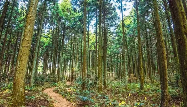 사려니숲길 모습 / 사진=한국관광공사 라이브스튜디오