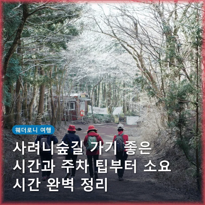 사려니숲길 가기 좋은 시간과 주차 팁부터 소요 시간 완벽 정리