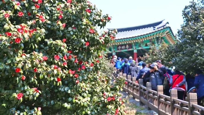 마량리 동백나무숲 동백정 / 사진=충남관광