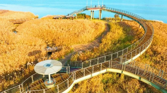 신성리갈대밭 모습 / 사진=ⓒ한국관광공사 김지호